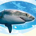 Great White Shark Hunting Strategies  大白鯊：海中的專業殺手