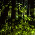 CoverStoryⅡ 捕捉夏夜的浪漫軌跡－螢火蟲拍攝技法全攻略