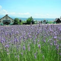 尋找北海道的紫色幸福(上)