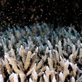澎湖鎖港杭灣珊瑚有成 紫色軸孔珊瑚產卵現夢幻場景