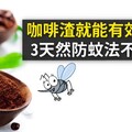 咖啡渣就能有效驅蚊！3天然防蚊法不怕被叮
