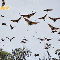 家中撿到「麗沙病毒」蝙蝠！與狂犬病毒同屬 若被抓傷、咬傷該怎麼做？