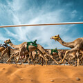歐拉將舉辦首屆阿拉伯盃駱駝賽和國際駱駝耐力世界錦標賽，鞏固其作為傳統運動首選目的地的地位