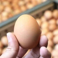 雞蛋買氣升「蛋價擬調漲2元」接關切電話 蛋商揭漲價時間點