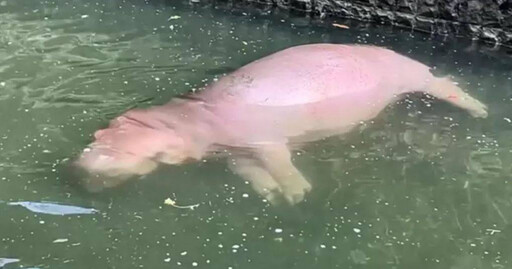 河馬側躺水中零動靜…遊客見「粉紅浮屍」嚇壞 壽山動物園揭真相