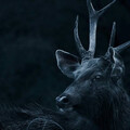 出現精神錯亂和攻擊行為 獵人吃鹿肉疑染「殭屍鹿病」亡