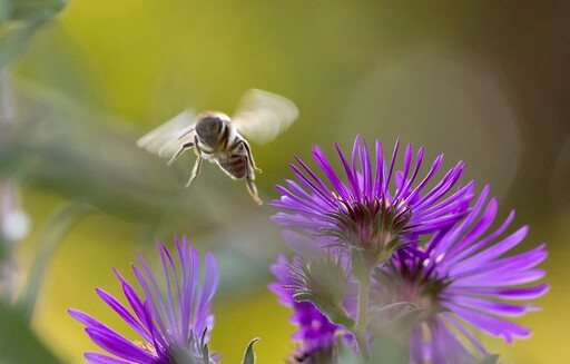 除草劑破壞蜜蜂腸道好菌 研究再揭孟山都農藥害處