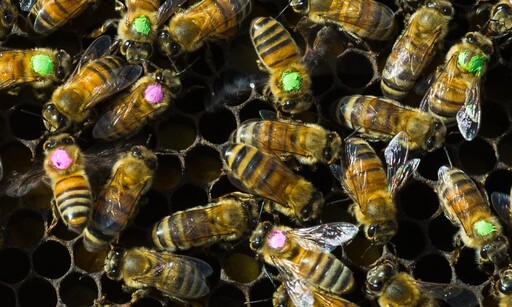 除草劑破壞蜜蜂腸道好菌 研究再揭孟山都農藥害處