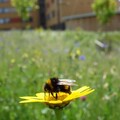 為蜜蜂留一塊長滿雜草的角落吧！ 研究：都市綠地是授粉者的避難所