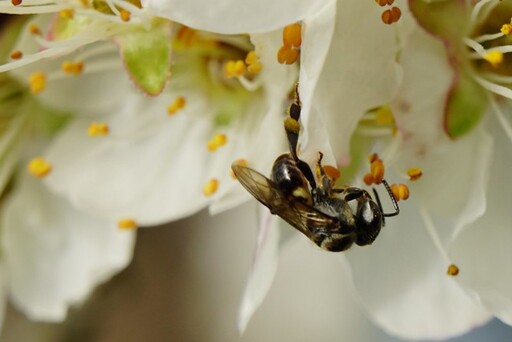 悉心呵護原生授粉昆蟲 與無螫蜂為伍的繁蜂達人伍憲章