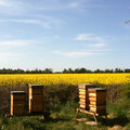 農藥大轟炸 現代農業迫蜜蜂走投無路