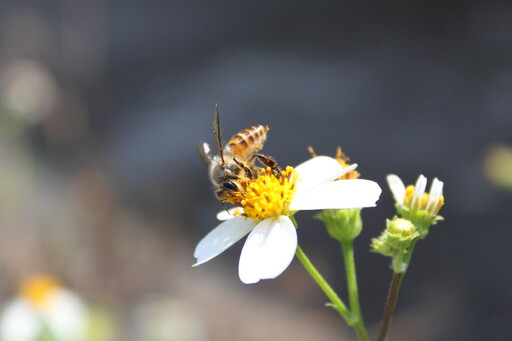 Bee friendly! 全球蜂群大崩潰，七個方法幫助蜂類度過難關