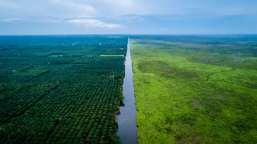 為了牛肉、巧克力和棕櫚油 2018年流失360萬公頃原始森林