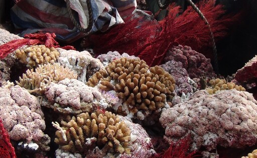 25年學術調查 鄭明修：東沙生態維持住 可扮演海洋種原庫