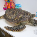 「海龜是很神奇的動物」：一名海龜獸醫的十年臨床觀察