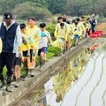 土庫國小食農教育下田插秧 探究水稻成長到採收歷程