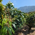 高雄市改良種芒果及茂林區本地種芒果 開花著果不佳 農損救助即日起受理
