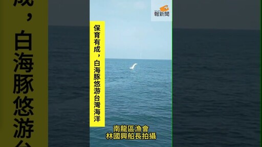 保育有成，白海豚悠游台灣海洋