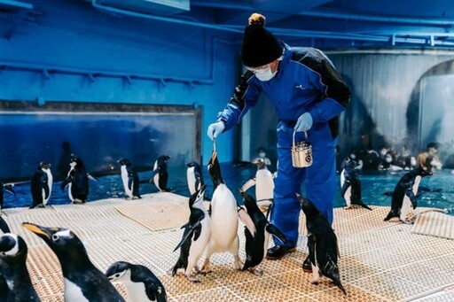 屏東海生館歡度世界企鵝日 馬可羅尼企鵝寶寶成長過程萌樣曝光