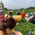 探索茶香世界親子農樂會 竹山兒童月暢遊茶園體驗之旅