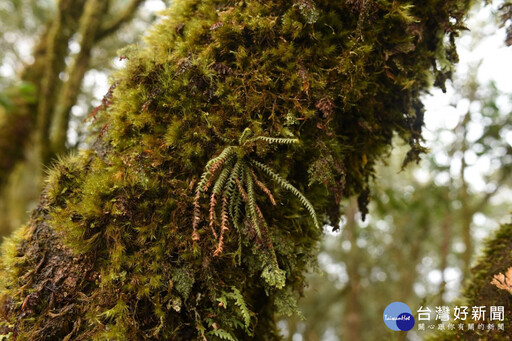 插天山自然保留區調查 百種以上植物種類新增記錄