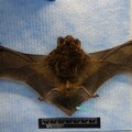 新北市蝙蝠檢出「麗沙病毒第二型」 疾管署呼籲勿接觸野生動物