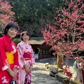 九族櫻花祭2月1日開跑 全新櫻花女王號纜車成亮點