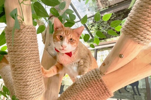 「猴硐貓公所」揭牌！歡迎來認養貓咪 新北動保處：不要來棄養貓隻