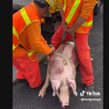 國道驚見「豬躺路肩」！大貨車後視鏡被撞斷