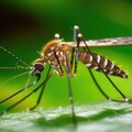 改造蚊子DNA解決瘧疾