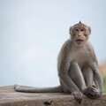 中國科學家複製猴子