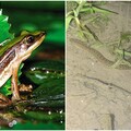 健全生態綠網北海岸軸帶 9單位共研臺北赤蛙、唐水蛇棲地保育跨域合作
