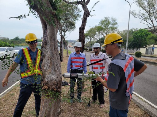 嘉義市展開行道樹健檢 兼顧永續綠生活與用路安全