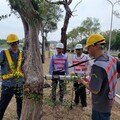 嘉義市展開行道樹健檢 兼顧永續綠生活與用路安全