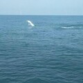 保育有成 白海豚悠游台灣海洋