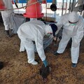 屏縣鹽埔土雞場主動通報 感染H5N1禽流感確診
