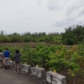 高雄市改良種芒果及茂林區本地種芒果 農損救助即日起受理