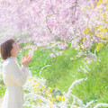網美必拍唯美櫻花瀑布！日本廣島10大賞櫻景點、花期一次看