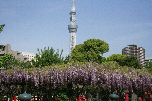 春末夏初 東京杜鵑花海、紫藤花瀑布、清新粉蝶花等著你！