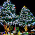 全台海拔最高的聖誕樹將亮燈！ 2023山谷燈光節試燈遊客搶先欣賞！ - 旅遊經