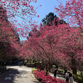 九族櫻花祭推早鳥優惠、花季套票限時線上開搶！ - 旅遊經