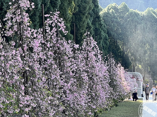 全台最大九族櫻花祭今(1)日開跑 枝垂櫻、台灣雪櫻綻美中 - 旅遊經