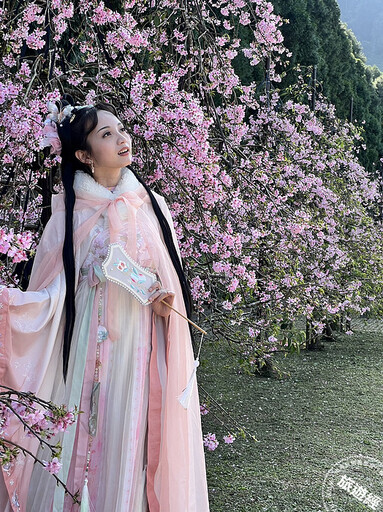 全台最大九族櫻花祭今(1)日開跑 枝垂櫻、台灣雪櫻綻美中 - 旅遊經