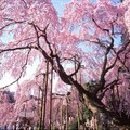 日本栃木縣櫻花祭3月搶搶滾 - 太陽網