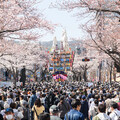 日立市春天的風景詩「日立櫻花祭」 - 太陽網