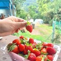 內湖白石湖社區採草莓樂趣多 - 太陽網