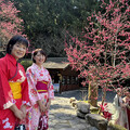 全台最大九族櫻花祭今(1)日開跑 枝垂櫻、台灣雪櫻綻美中