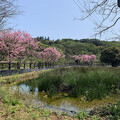 三生步道近尾聲 賞完櫻花觀浪花