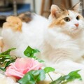 「招牌貓」成日本旅宿迎賓神器 旅遊電商推SUPER SALE春夏優惠
