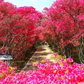 靜岡伊豆半島迎春！小室山公園的杜鵑花海太美了
